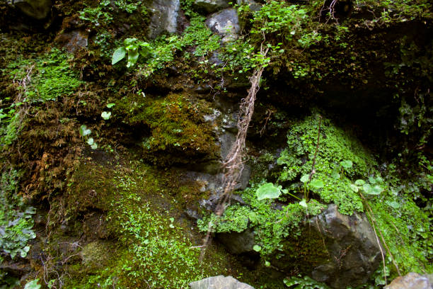 istock Mossy rocks and lush plants in nature 1448233207