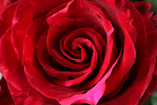 istock Heart of a large marbled red rose. Closeup. Macro. 1448235482