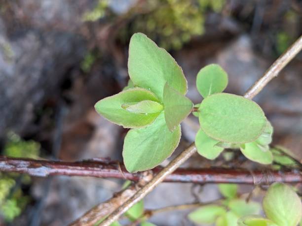 istock Overhead view of green leaves 1448236713