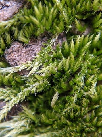 Extreme close up of moss, most likely Coiled-leaf Claw-Moss (Hypnum circinale) growing on a tree branch. Taken on the Sauvie Island Wildlife Area, a public park on Sauvie Island in the Columbia River to the northwest of Portland, Oregon.
