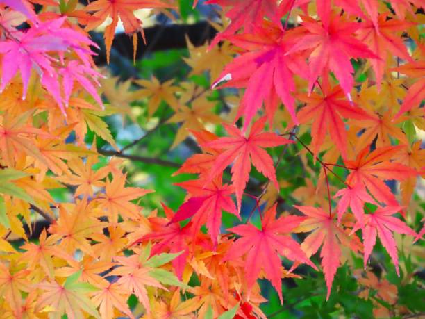 herbstmuster  - tree area japanese fall foliage japanese maple autumn stock-fotos und bilder