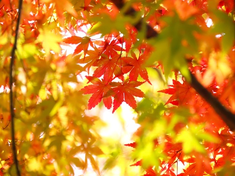 Autumn Maple and blue sky with clouds