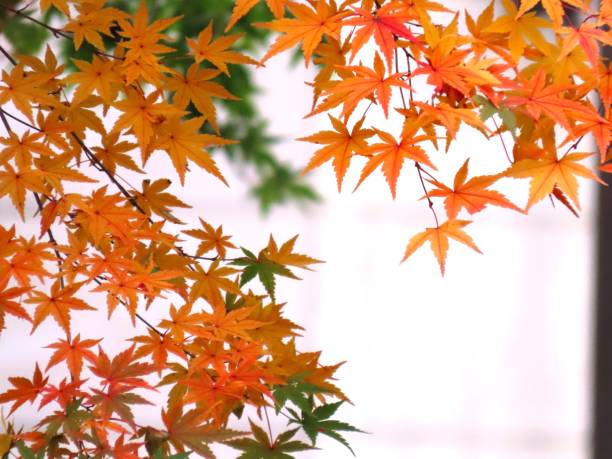 herbstmuster - tree area japanese fall foliage japanese maple autumn stock-fotos und bilder
