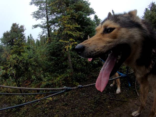 alaska sled dog panting