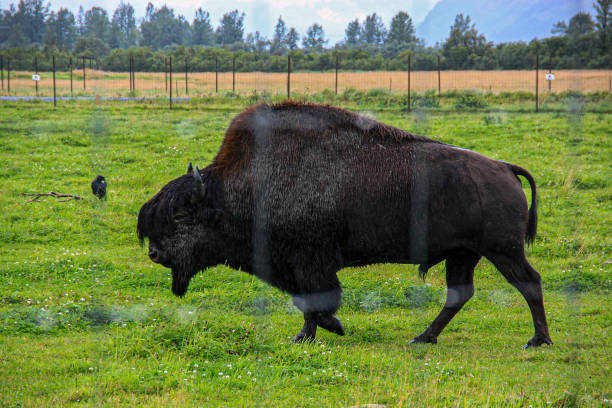 big male bison in field