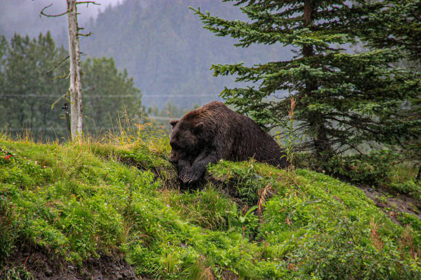 bear laying down  in rain on mountain