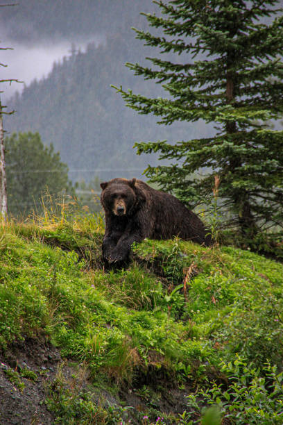 istock bear laying down  in rain on mountain 1448239738