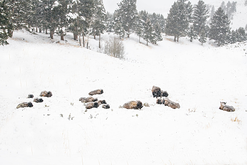 Herd of bison or buffalo on a snow covered hillside resting in Yellowstone of Wyoming, USA.