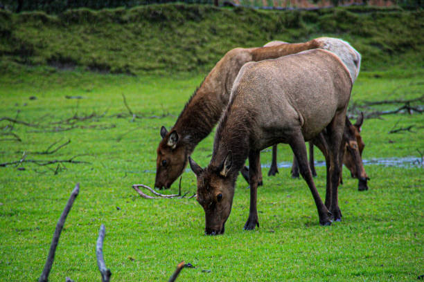elk grazing in meadow