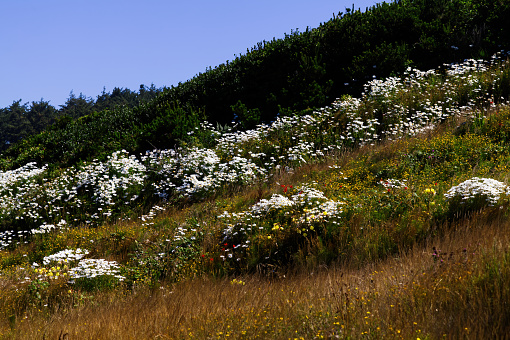 Summer Wild Flowers Grass And Bushes On Hill With Blue Sky Newport Oregon