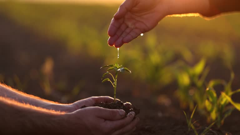 In the hands of trees growing seedlings.