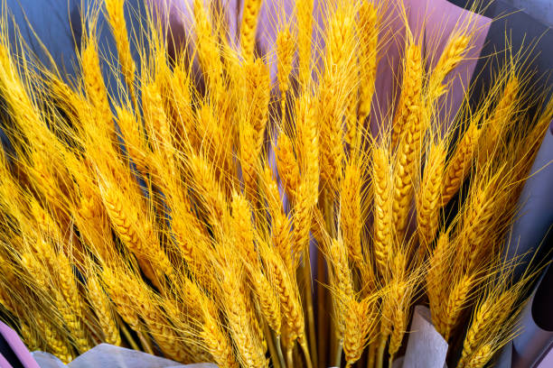 위트 spikelets - wheat whole wheat close up corn on the cob 뉴스 사진 이미지