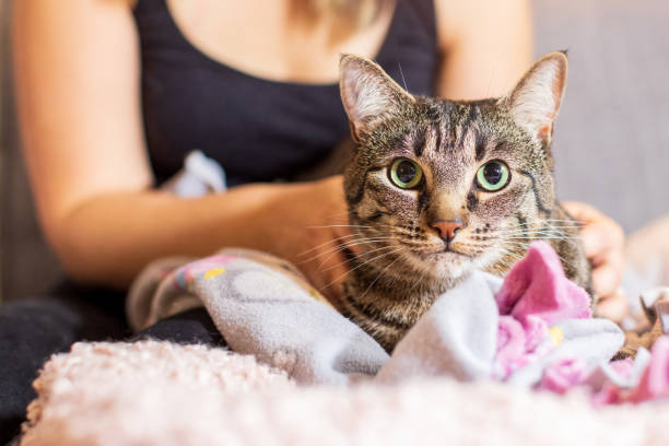 istock Tabby cat hugged by a woman 1448251061