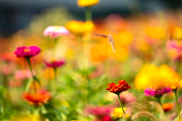 A variety of beautiful colorful flowers