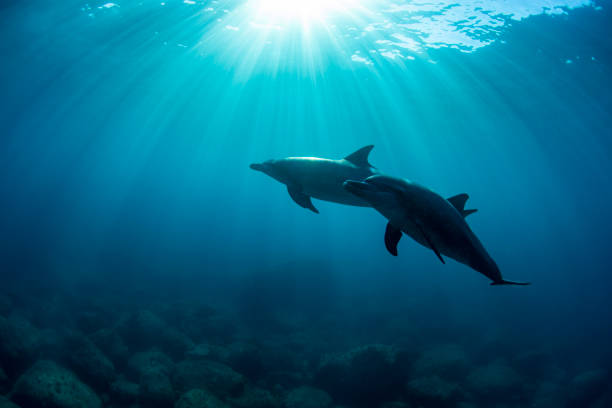 istock Two wild dolphins swimming together 1448253771