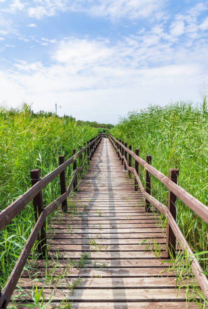istock Wooden bridge in the grass 1448256516