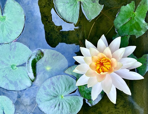 Horizontal up high looking directly below aerial of white lotus flower with yellow centre in bloom amongst green lilly pads in lake pond