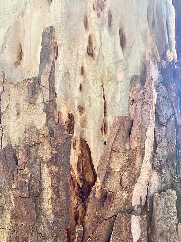 Vertical landscape of textured designs in Nature: close up of bark pattern and texture peeling off trunk of eucalyptus gum tree in Australia