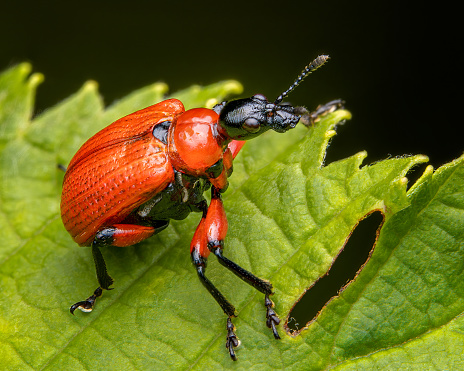 Macrophotography of a Hazel Leaf-roller Beetle (Apoderus coryli) on a green leaf with black background. Extremely close-up and details.