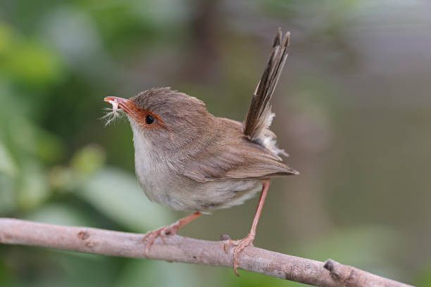 istock Female Superb Fairywren 1448259631
