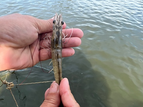 A large vannamei prawn is held in the palm of the hand with the water blurring in the background.