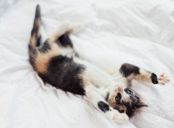 istock Playful young Fluffy Calico Kitten Playing on a bed 1448262509