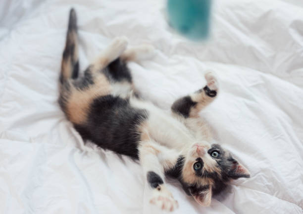 istock Playful young Fluffy Calico Kitten Playing on a bed 1448262511