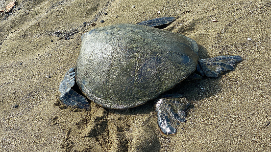 Young sea turtle scurrying across the unhitching eggs