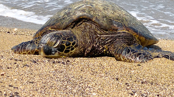 Close up picture of a wave coming by one of the main attractions when visiting the Hawaiian Islands. Many turtles can be seen along the Kona coast.