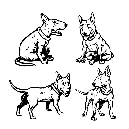 Hand drawn illustrations of Bull Terrier dogs.