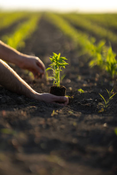 istock Man hoeing the soil, hands planting green seedling 1448263692