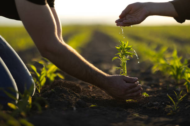 Man hoeing the soil, hands planting green seedling