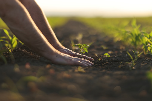 Man hoeing the soil, hands planting green seedling