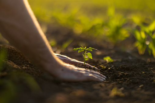 Man hoeing the soil, hands planting green seedling