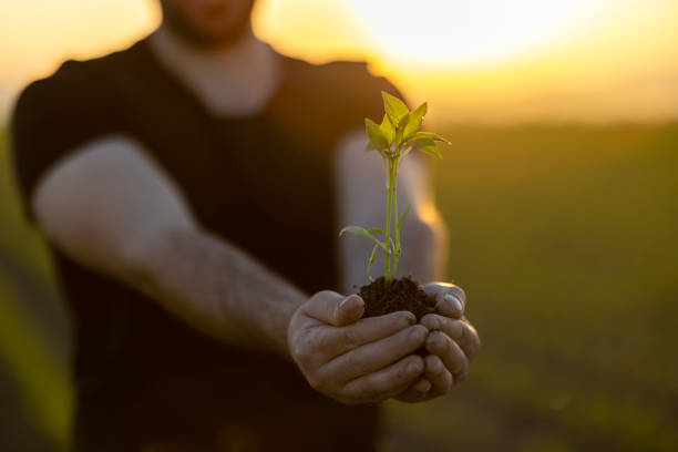 istock In the hands of trees growing seedlings. 1448264399
