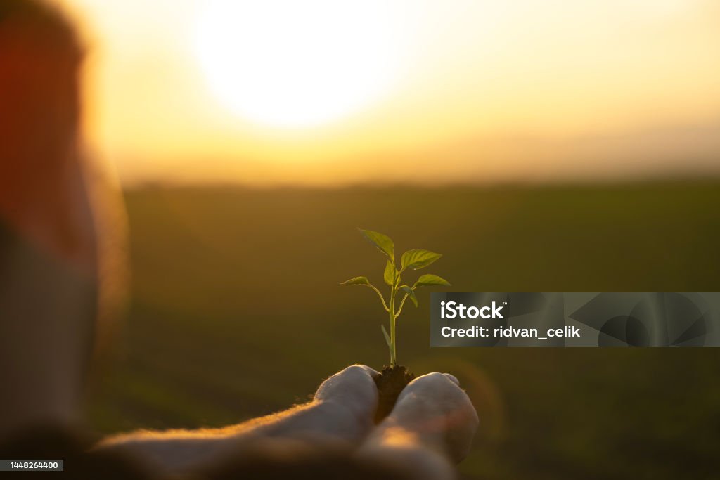 In the hands of trees growing seedlings. Sustainable Resources Stock Photo