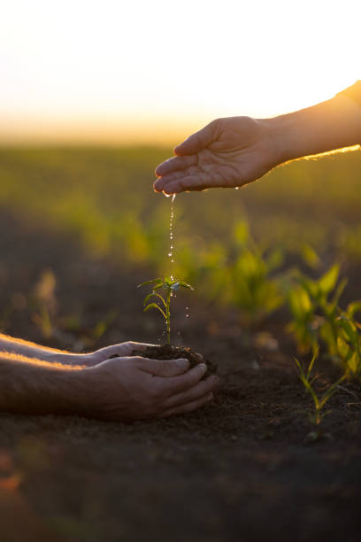 istock Man hoeing the soil, hands planting green seedling 1448264455