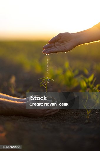 istock Man hoeing the soil, hands planting green seedling 1448264455