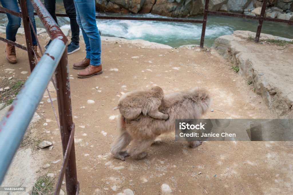 Baby Japanese Macaque monkey riding on its mothers back crossing the pathway, legs of tourists standing nearby. Snow monkey park, Japan. Adult Stock Photo