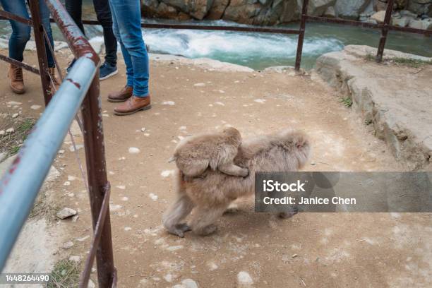 Baby Japanese Macaque Monkey Riding On Its Mothers Back Crossing The Pathway Legs Of Tourists Standing Nearby Snow Monkey Park Japan Stock Photo - Download Image Now