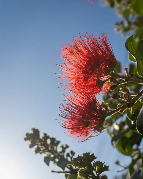 alberi di pohutukawa in piena fioritura contro un cielo blu, albero di natale della nuova zelanda. formato verticale. - pohutukawa tree christmas new zealand beach foto e immagini stock