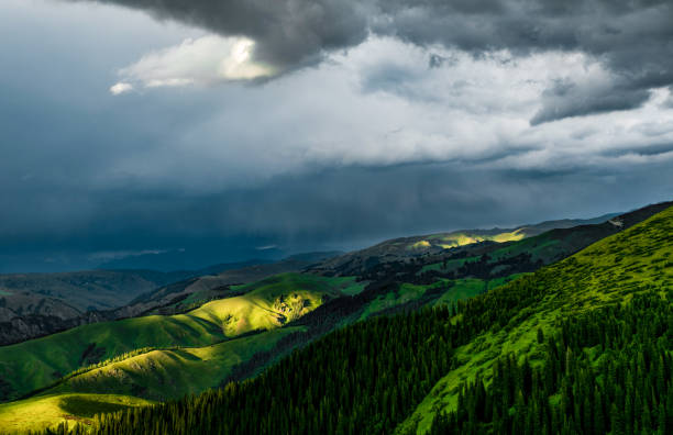 Raining Under A Tree Pictures | Download Free Images on Unsplash