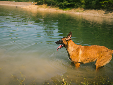 The Belgian Malinois Shepherd Dog vigorously jumps into a pond of blue water. The ginger dog is illuminated by the rays of the summer sun.
