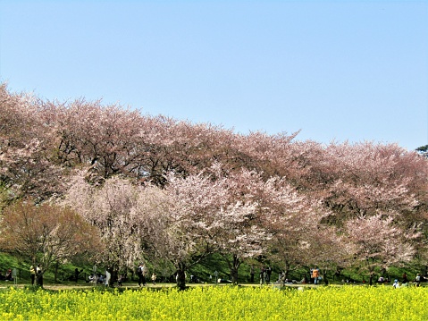 Satte city, Saitama prefecture.