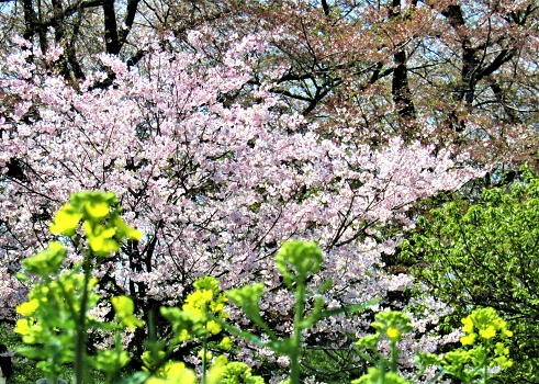 Plum grove in full bloom.(Inabe City, Mie Prefecture)