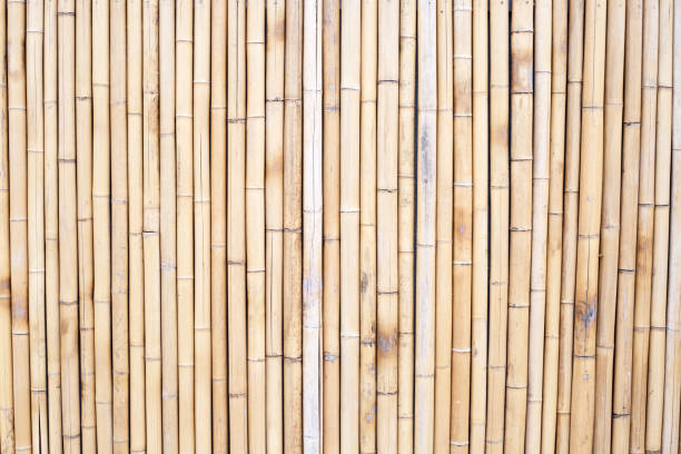 istock Yellow bamboo texture. Dried bamboo wall or fence background 1448269437
