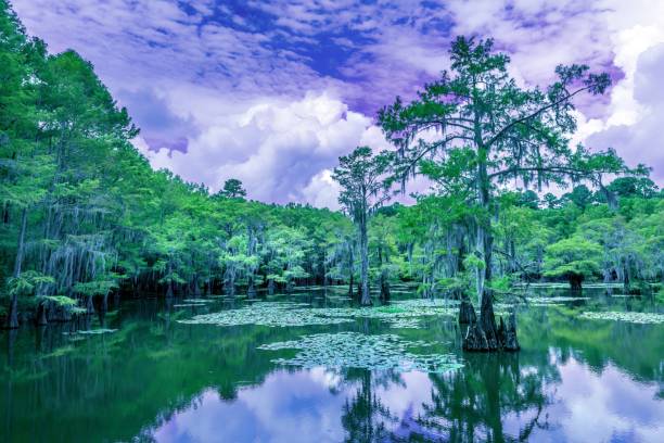 el paisaje mágico del lago caddo, texas - south texas fotografías e imágenes de stock