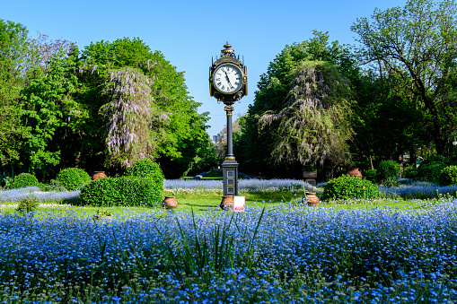 Landscape with green trees, leaves, vintage clock and many small blue forget me not or Scorpion grasses flowers in a sunny day at the entry to Cismigiu Garden (Gradina Cismigiu) in Bucharest, Romania