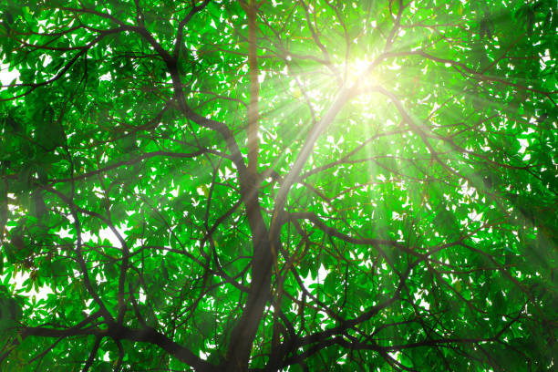 istock Sunrays shining through green leaves of high treetops 1448270812