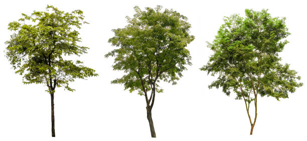istock Collection Beautiful Trees Isolated on white background , Suitable for use in architectural design , Decoration work , Used with natural articles both on print and website. 1448272400